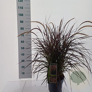 Pennisetum advena 'Rubrum' 30-40 cm 5,0L
