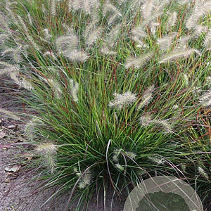Pennisetum al. 'Burgundy Bunny' GM P9