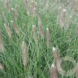 Pennisetum al. 'Japonicum' GM P9