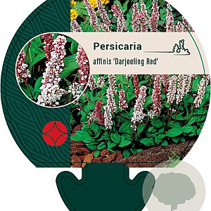 Persicaria aff. 'Darjeeling Red' GM P9