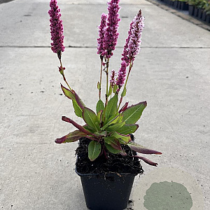 Persicaria aff. 'Darjeeling Red' GM P9