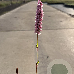 Persicaria aff. 'Darjeeling Red' GM P9