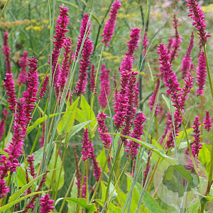 Persicaria a. 'Amethyst Summer' GM P9