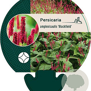 Persicaria a. 'Blackfield' GM P9