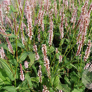 Persicaria a. 'Rosea' GM P9
