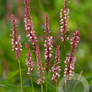 Persicaria a. 'Rosea' GM P9