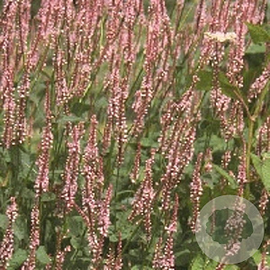 Persicaria a. 'Rosea' GM P9