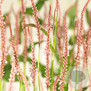 Persicaria a. 'Rosea' GM P9