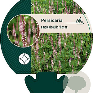 Persicaria a. 'Rosea' GM P9