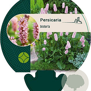 Persicaria bistorta GM P9