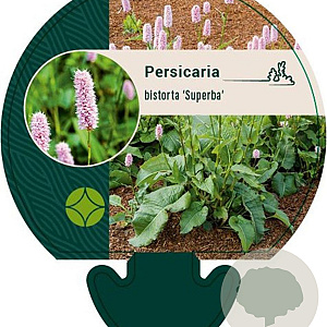 Persicaria bistorta 'Superba' GM P9