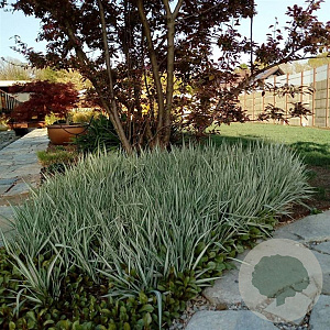 Phalaris arund. 'Dwarf Garters' GM P9