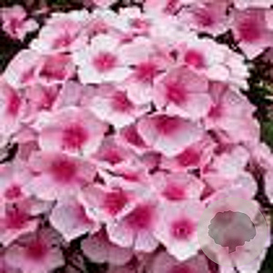 Phlox (P) 'Bright Eyes' GM P9