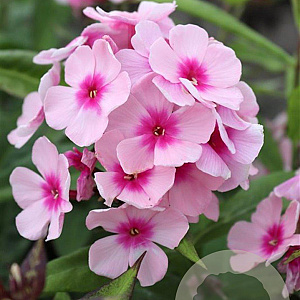Phlox (P) 'Bright Eyes' GM P9