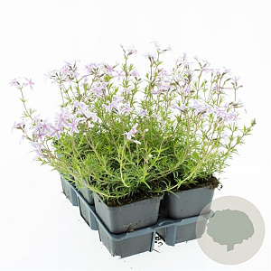 Phlox (S) Candy Stripes GM sixpack