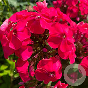 Phlox (P) Flame Watermelon GM P9
