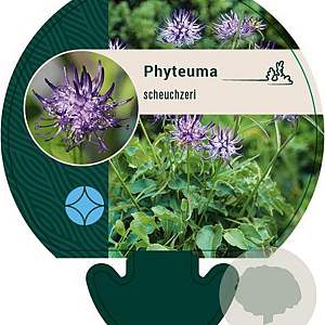 Phyteuma scheuchzeri GM P9