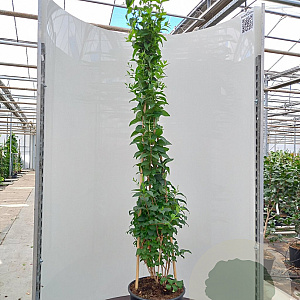 Abeliophyllum distichum 100-125 cm 20L 1 stok
