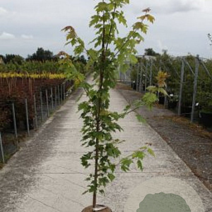 Acer freemanii Autumn Blaze 200-250 cm 20L