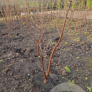 Acer griseum 125-150 cm met kluit