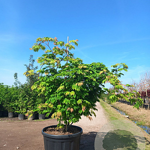 Acer japonicum 'Aconitifolium' 125-150 cm cont. 180L solitair