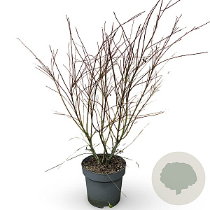 Acer palmatum 100-125 cm 12L