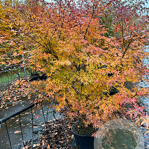 Acer palmatum 150-175 cm 20L