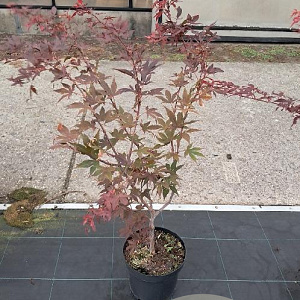 Acer pal. 'Atropurpureum' 80-100 cm 7,5L