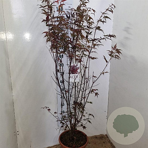 Acer pal. 'Atropurpureum' 125-150 cm 15L
