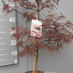 Acer pal. 'Garnet' 50-60 cm 7,5L