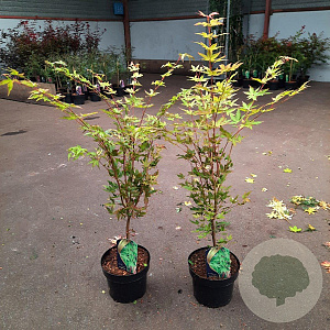Acer pal. 'Sangokaku' 60-80 cm 5,0L