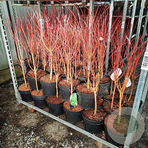 Acer pal. 'Sangokaku' 60-80 cm 5,0L