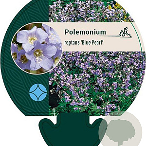 Polemonium r. 'Blue Pearl' GM P9