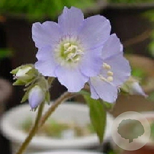 Polemonium r. 'Blue Pearl' GM P9