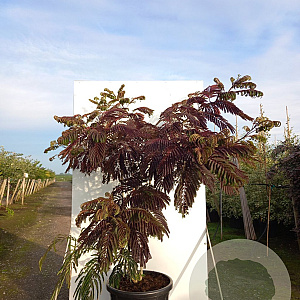 Albizia julibr. 'Summer Chocolate' 175-200 cm cont. 110L