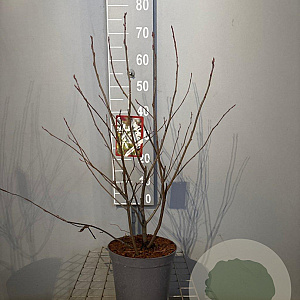 Amelanchier lamarckii 60-80 cm 4,0L