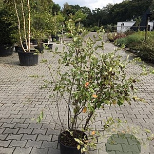 Amelanchier lamarckii 80-100 cm 12L extra