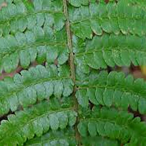 Polystichum braunii GM P9