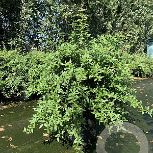 Berberis julianae 60-80 cm 12L