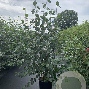 Betula utilis 'Doorenbos' 175-200 cm 20L