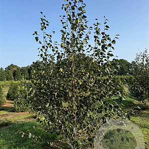 Betula utilis 'Doorenbos' 200-250 cm met kluit solitair