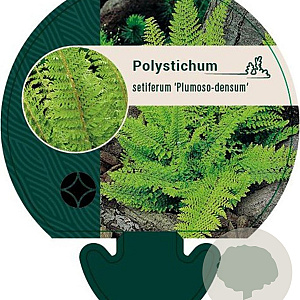 Polystichum set. 'Plumoso-densum' GM P9