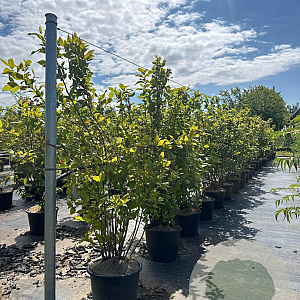 Calycanthus floridus 125-150 cm 20L