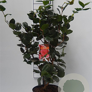 Camellia j. 'Curly Lady' 60-70 cm 5,0L