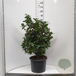 Camellia j. 'Curly Lady' 80-100 cm 2,0L