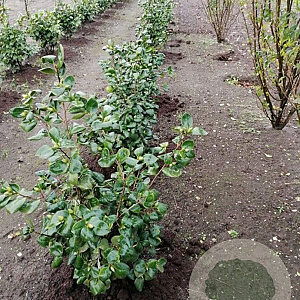 Camellia j. 'Lady Campbell' 60-80 cm met kluit