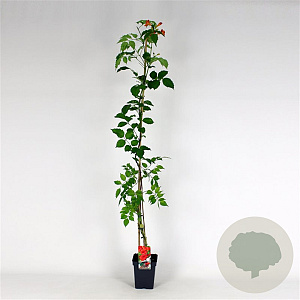 Campsis t. 'Mme Galen' 150-175 cm 5,0L