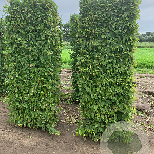 Carpinus betulus 200x60x40 draadkluit haagelement