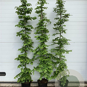 Carpinus betulus 200-225 cm 12L