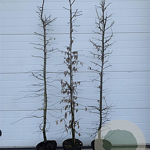 Carpinus betulus 200-225 cm 12L